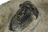 Detailed Gerastos Trilobite Fossil - Morocco #351270-4
